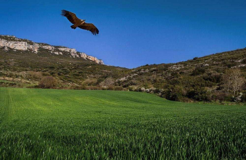 Rapaces foces de Navarra